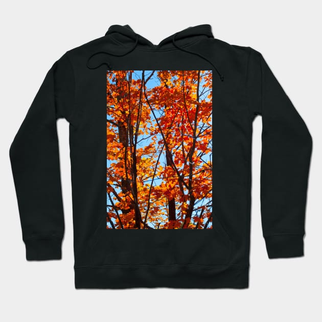 Vermont Red Maples Hoodie by srwdesign